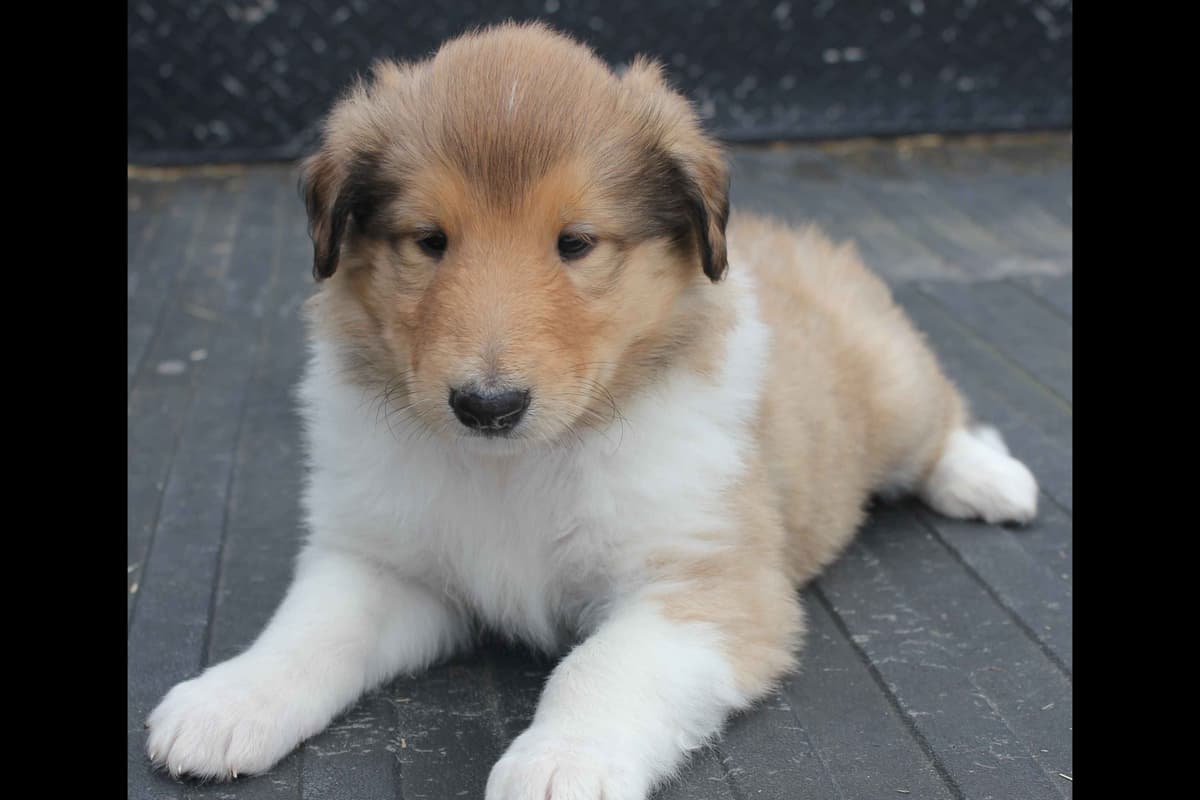 Purebred AKC Rough Collie Puppies - Availeble Now! breeder image 61