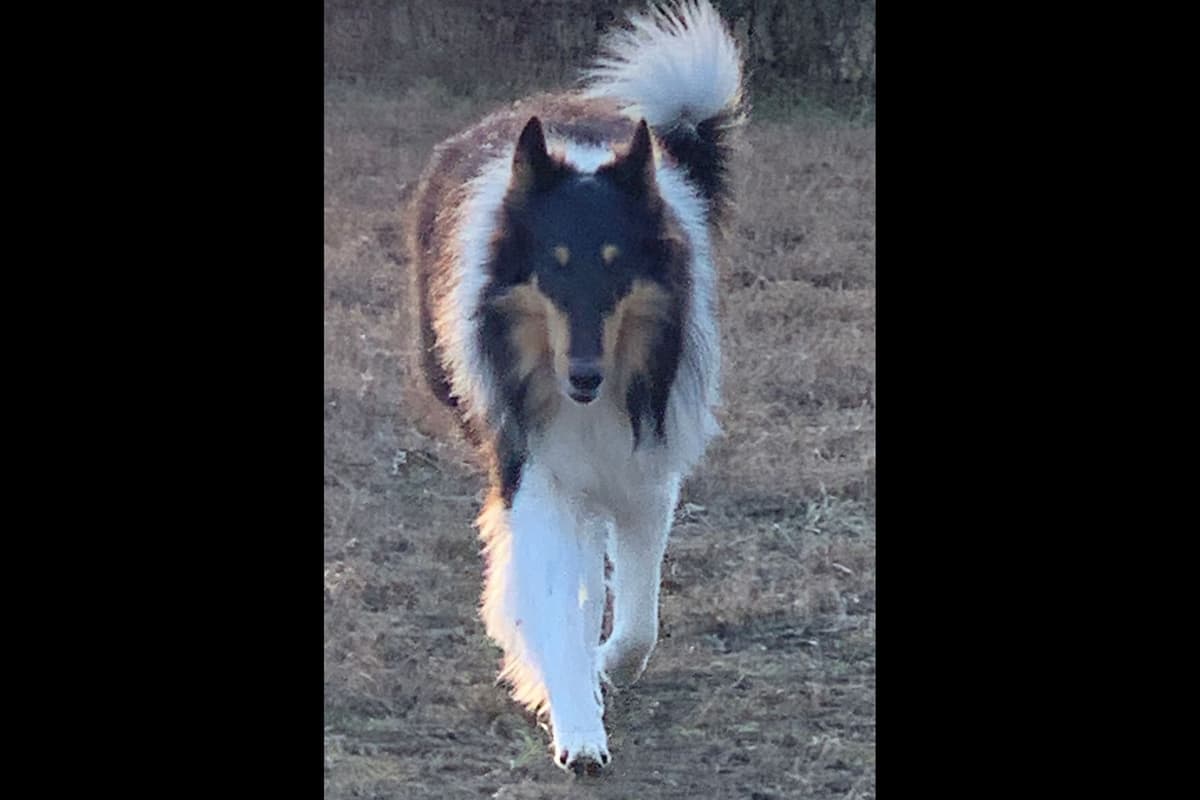 Purebred AKC Rough Collie Puppies - Availeble Now! breeder image 62