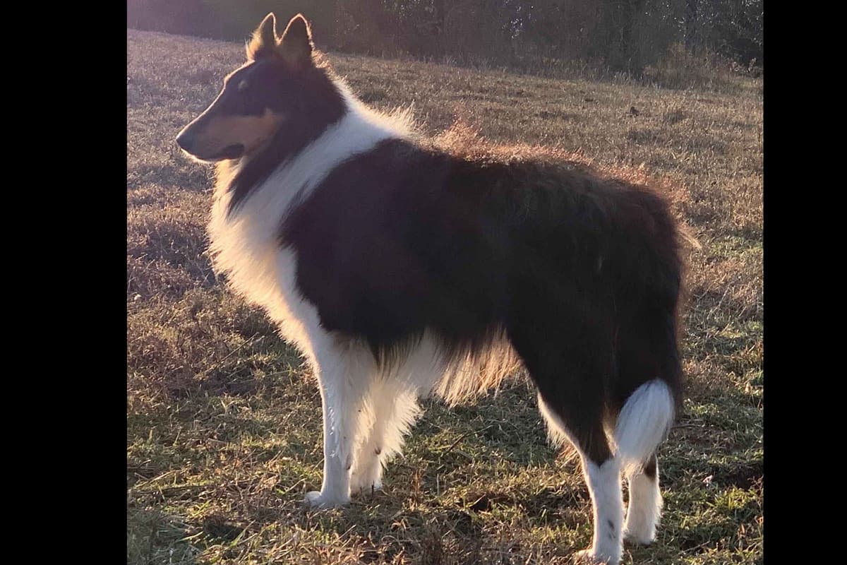Purebred AKC Rough Collie Puppies - Availeble Now! breeder image 63