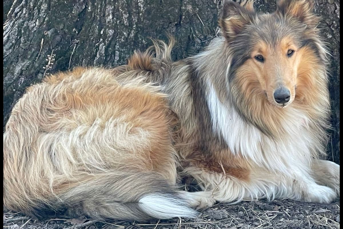 Purebred AKC Rough Collie Puppies - Availeble Now! breeder image 64