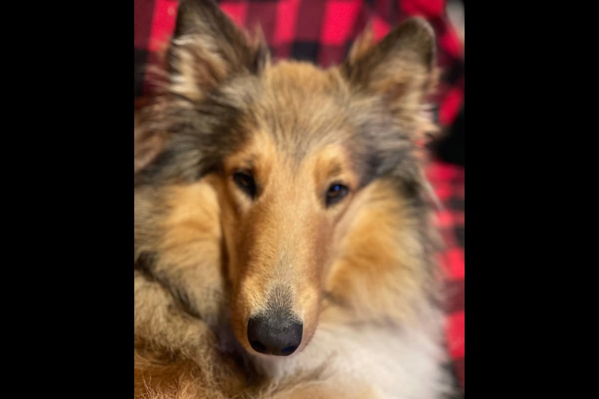 Purebred AKC Rough Collie Puppies - Availeble Now! breeder image 65