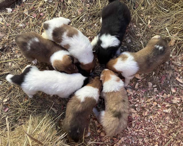 AKC Rough Collie Puppies Ready Now for Their New Homes media 4