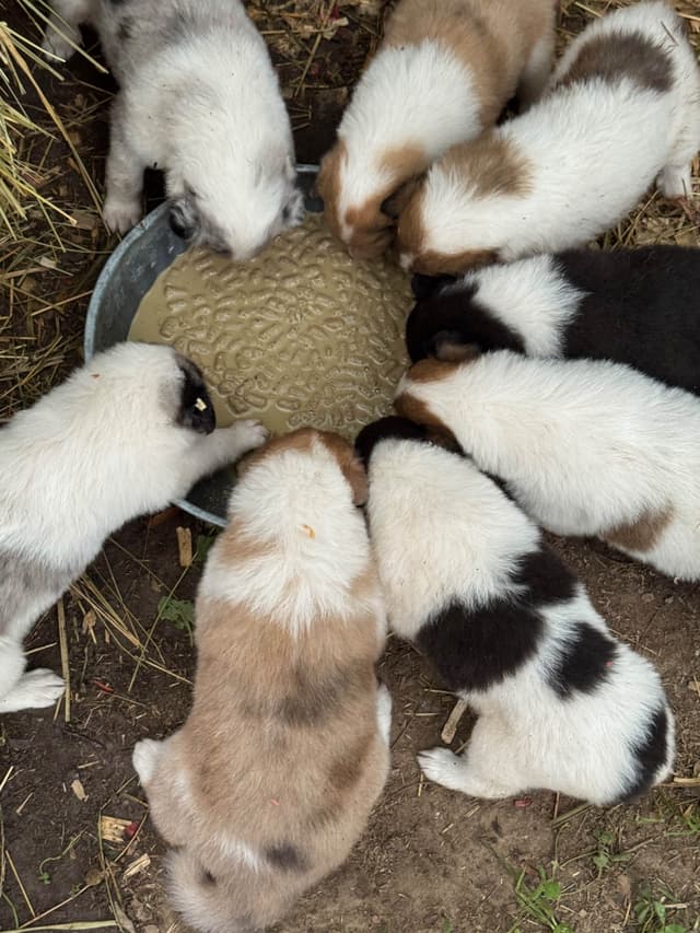 Purebred AKC Rough Collie Puppies - Availeble Now! media 3