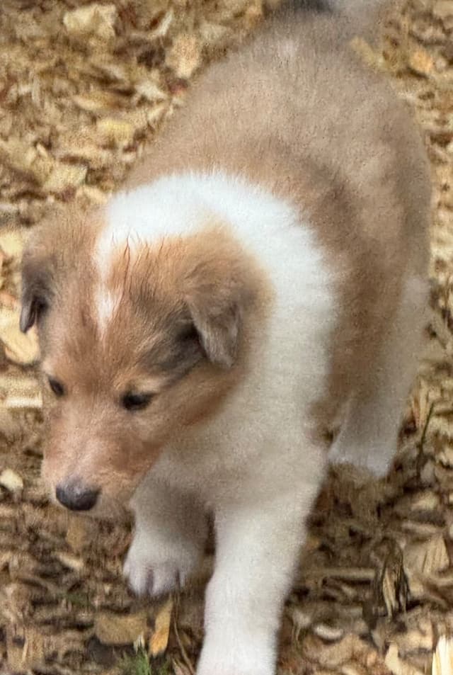 AKC Rough Collie Puppies Ready Now for Their New Homes media 3