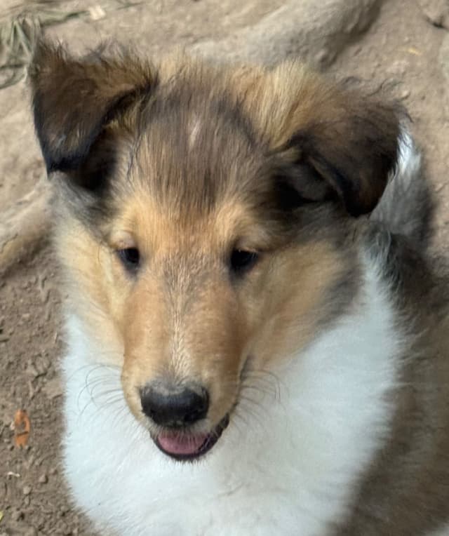 AKC Rough Collie Puppies Ready Now for Their New Homes media 2