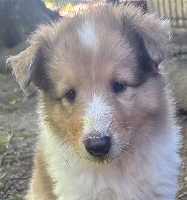 Purebred AKC Rough Collie Puppies - Availeble Now! media 2