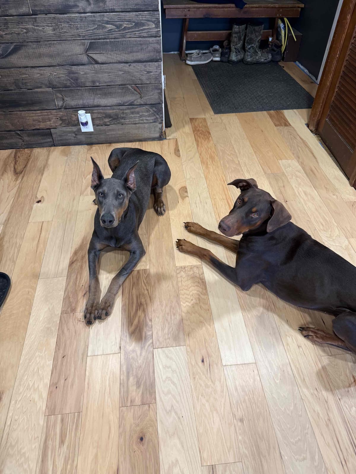 Doberman Pinscher Puppies breeder image 1