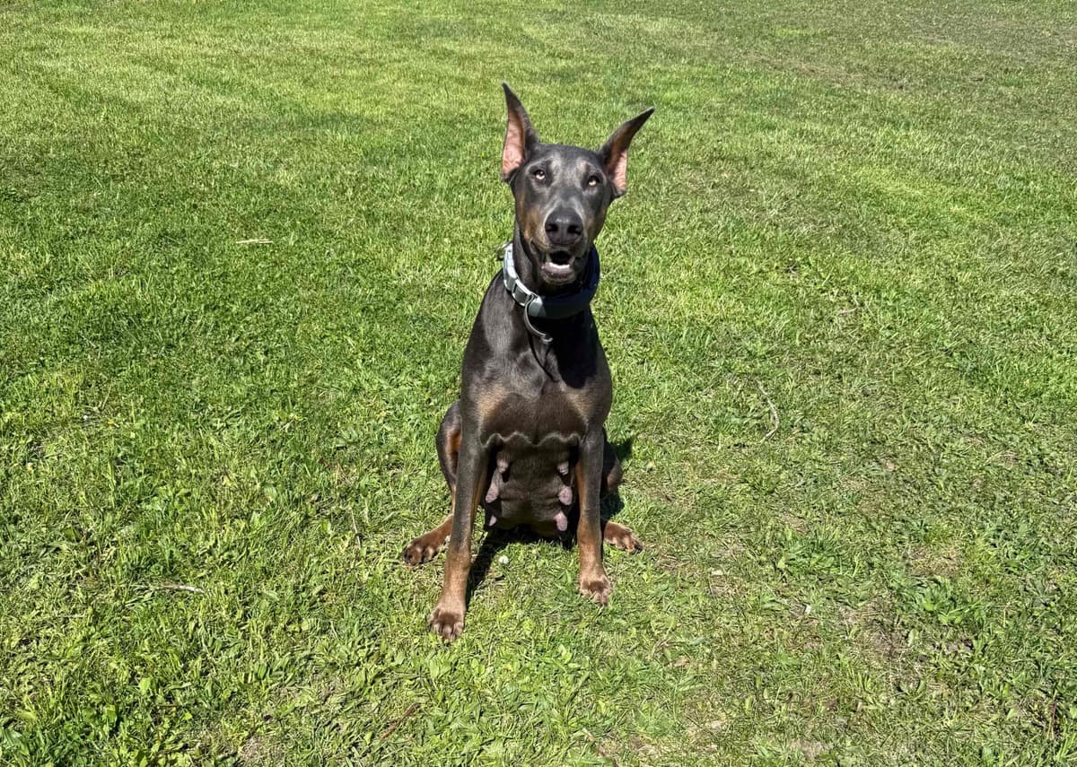 Doberman Pinscher Puppies breeder image 2