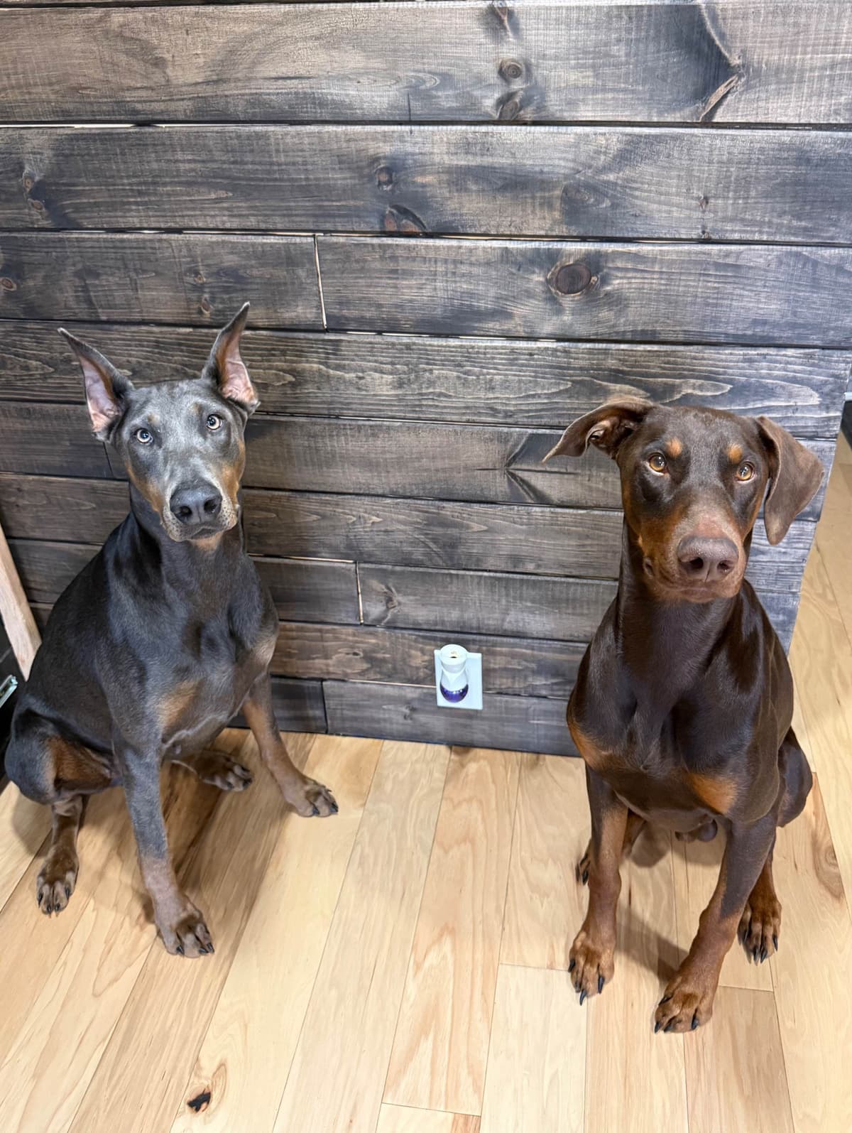 Doberman Pinscher Puppies breeder image 3