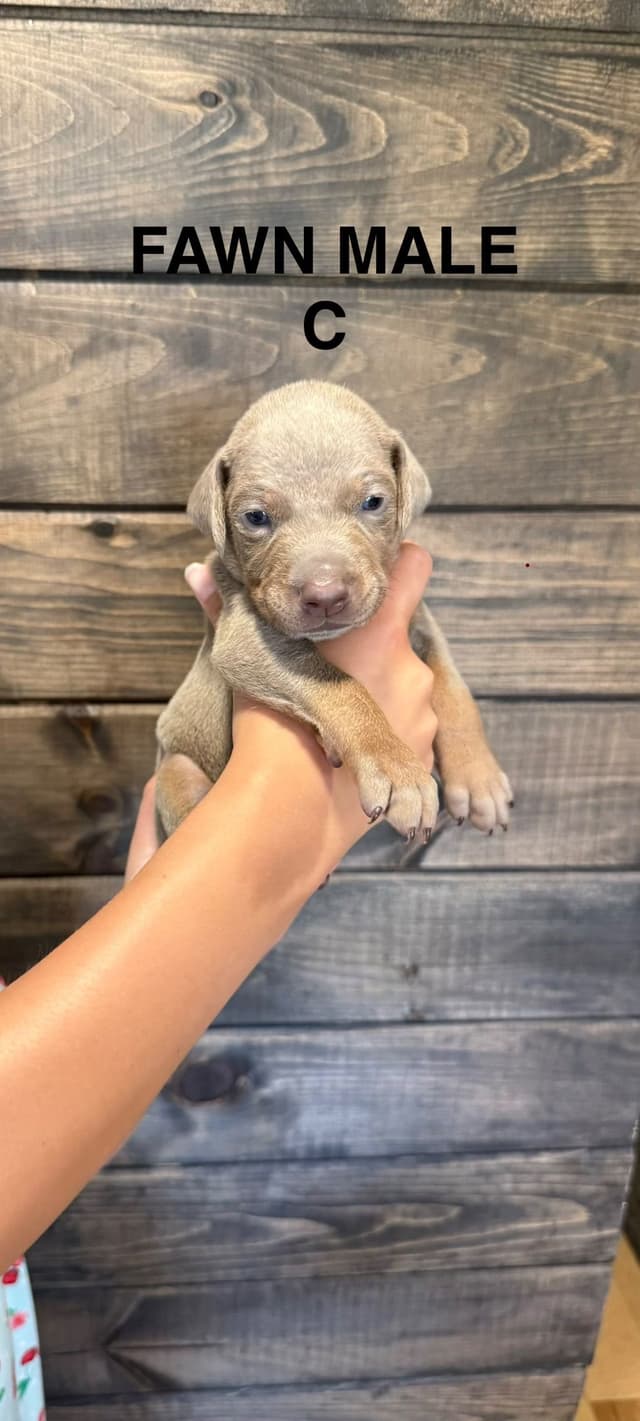 Doberman Pinscher Puppies media 2