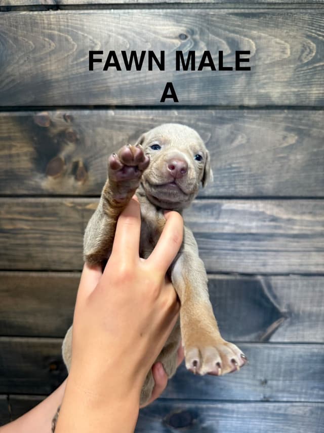 Doberman Pinscher Puppies media 3
