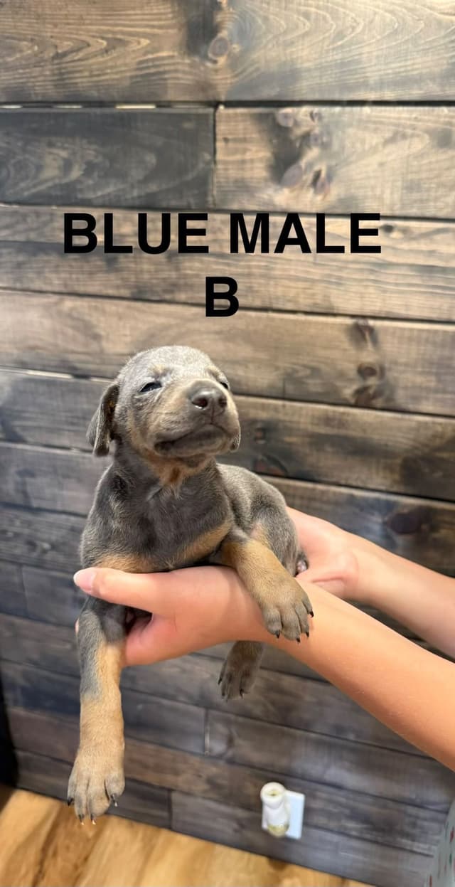 Doberman Pinscher Puppies media 4
