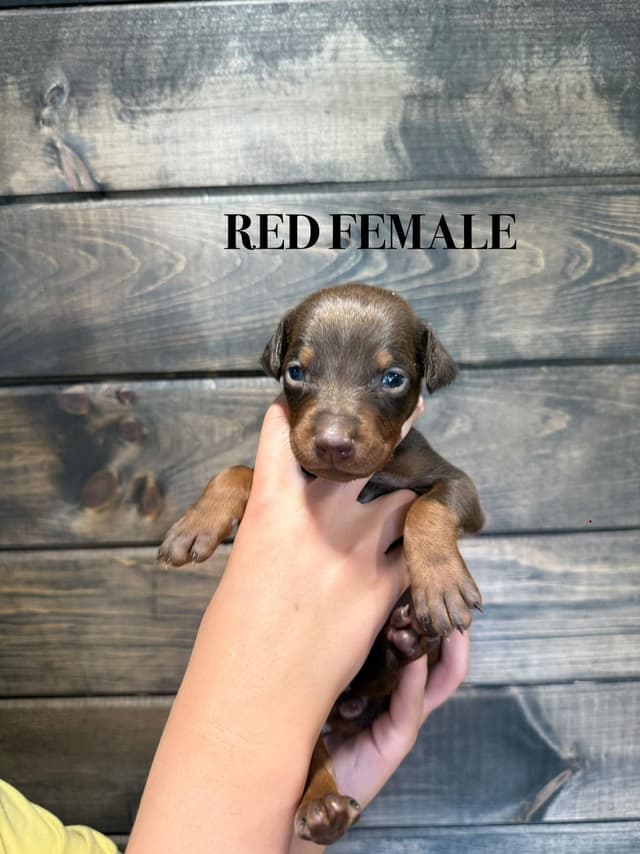 Doberman Pinscher Puppies media 6