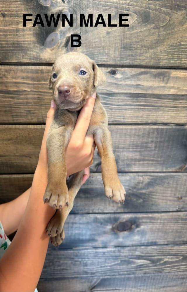 Doberman Pinscher Puppies media 5