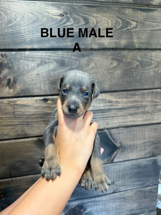 Doberman Pinscher Puppies media 7