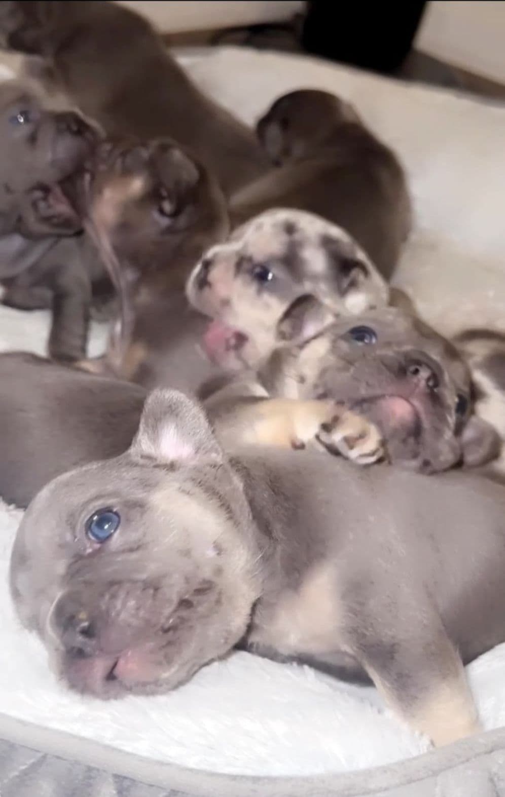 French Bulldog breeder image 2