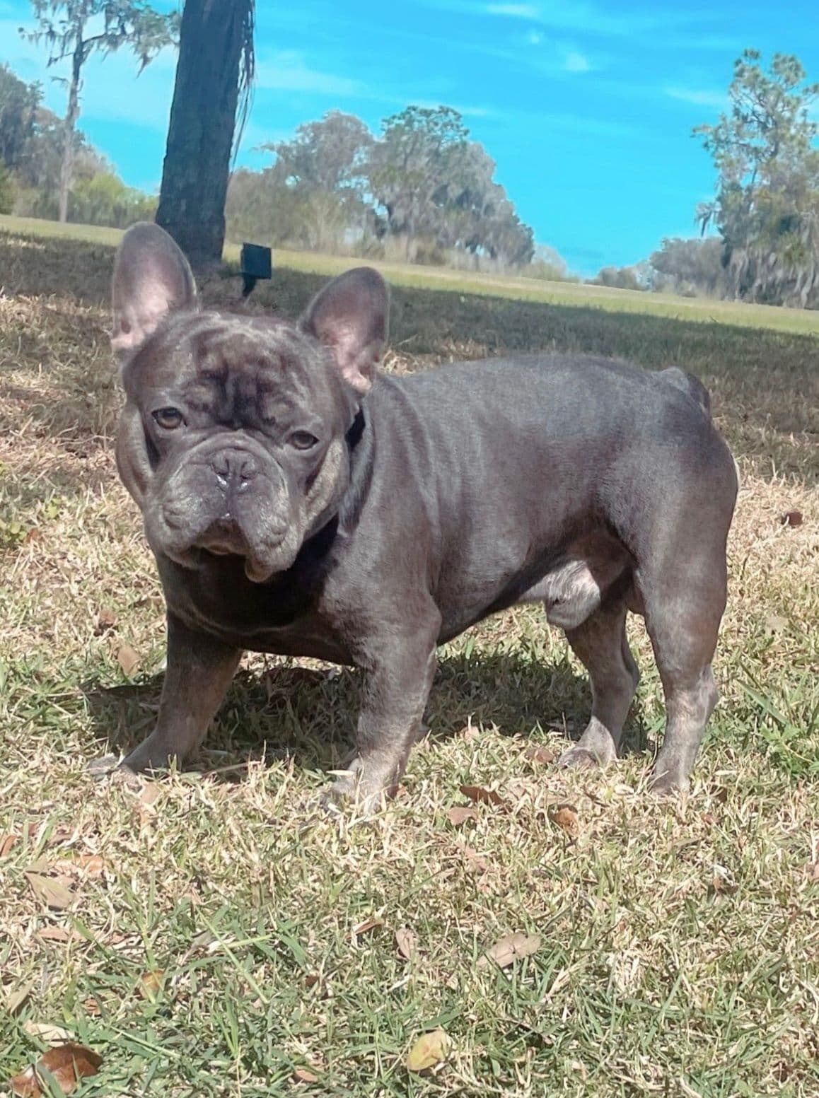 French Bulldog breeder image 1