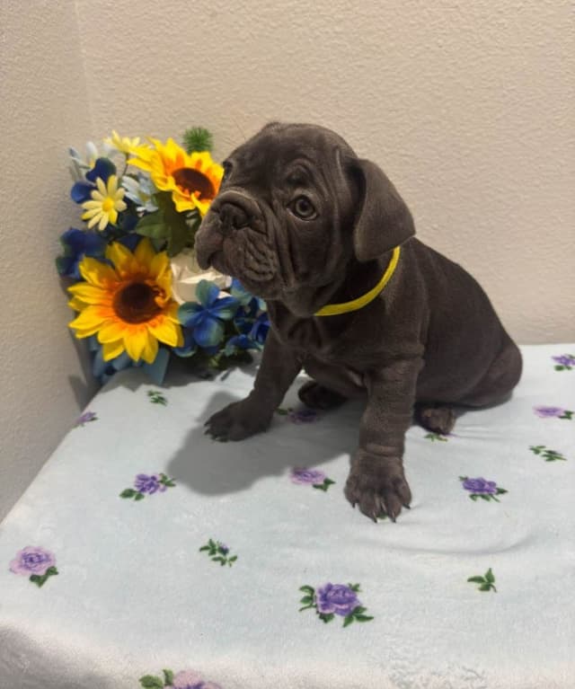 French Bulldog media 2
