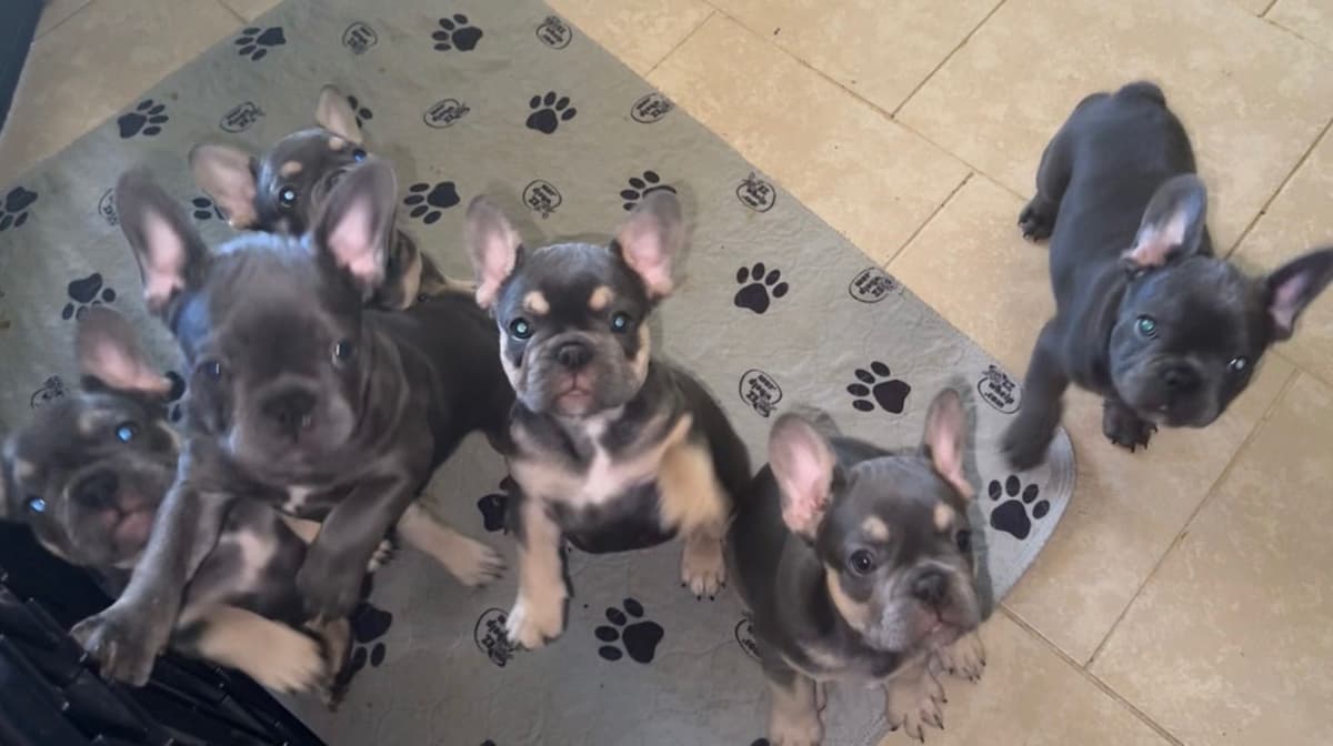 French Bulldog breeder image 3