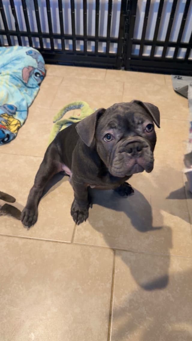 French Bulldog media 3