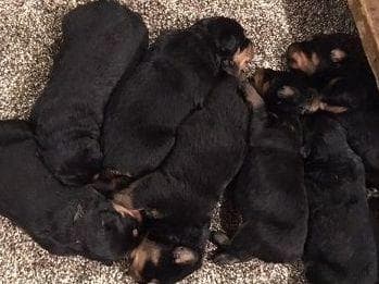 Farm and Family Raised AKC Rottweiler Puppies - Both Parents on Site breeder image 2