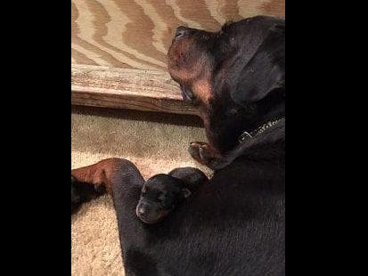 Farm and Family Raised AKC Rottweiler Puppies - Both Parents on Site breeder image 6