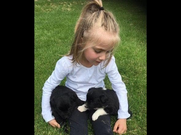 Farm and Family Raised AKC Rottweiler Puppies - Both Parents on Site breeder image 8