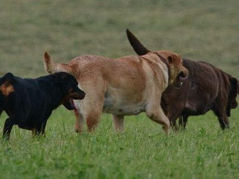 Farm and Family Raised AKC Rottweiler Puppies - Both Parents on Site breeder image 9