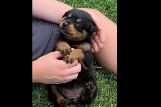 Farm and Family Raised AKC Rottweiler Puppies - Both Parents on Site breeder image 12