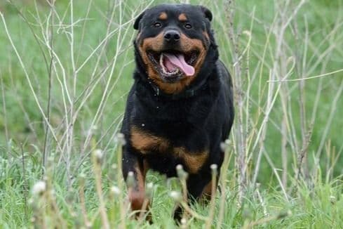 Farm and Family Raised AKC Rottweiler Puppies - Both Parents on Site breeder image 1