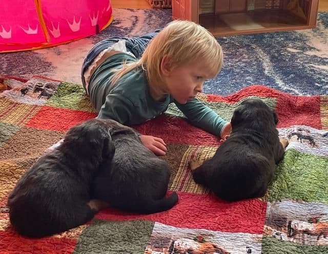 Farm and Family Raised AKC Rottweiler Puppies - Both Parents on Site breeder image 13