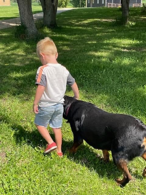 Farm and Family Raised AKC Rottweiler Puppies - Both Parents on Site breeder image 14