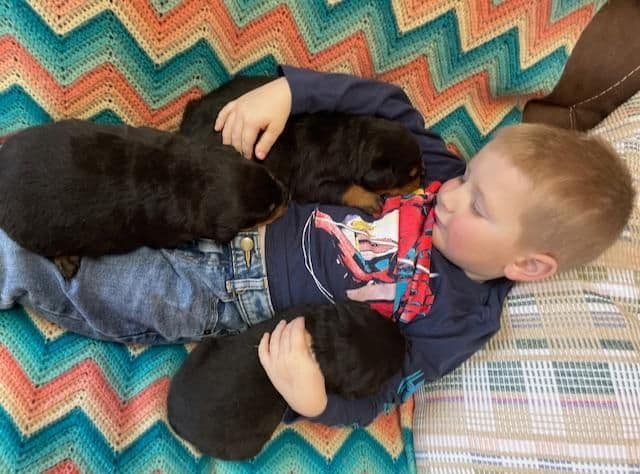 Farm and Family Raised AKC Rottweiler Puppies - Both Parents on Site breeder image 15