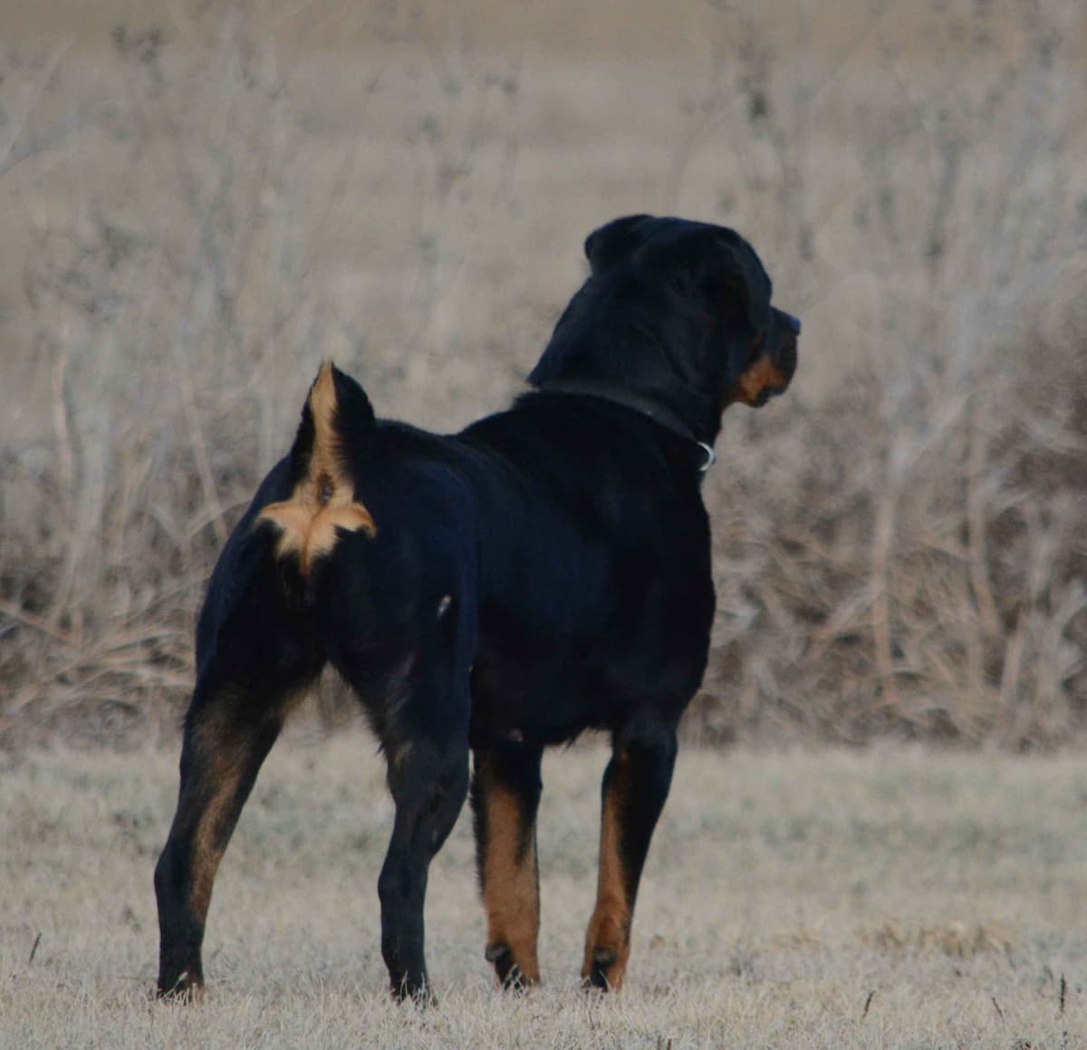 Farm and Family Raised AKC Rottweiler Puppies - Both Parents on Site breeder image 16