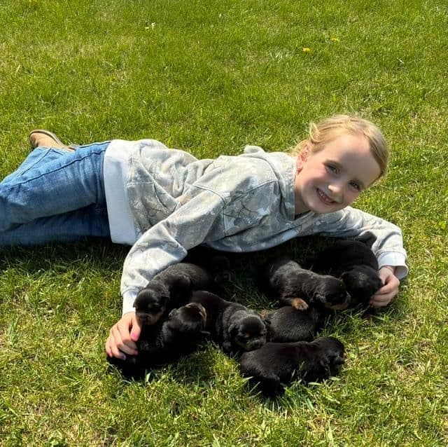 Farm and Family Raised Rottweiler Puppies Born April 18, 2026 media 3