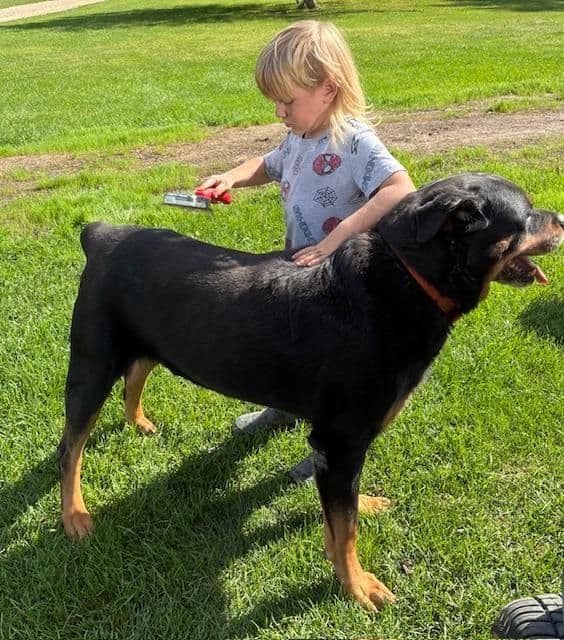 Farm and Family Raised Rottweiler Puppies Born April 18, 2026 media 6