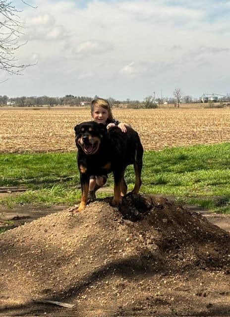 Farm and Family Raised Rottweiler Puppies Born April 18, 2026 media 7
