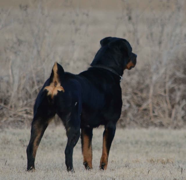 Farm and Family Raised AKC Rottweiler Puppies - Both Parents on Site media 2