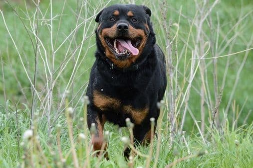 Farm and Family Raised AKC Rottweiler Puppies - Both Parents on Site media 4