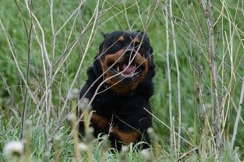 Farm and Family Raised AKC Rottweiler Puppies - Both Parents on Site media 5