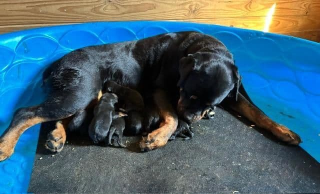 Farm and Family Raised AKC Rottweiler Puppies - Both Parents on Site media 6