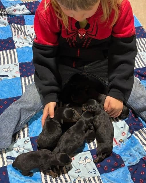 Farm and Family Raised AKC Rottweiler Puppies - Both Parents on Site media 7