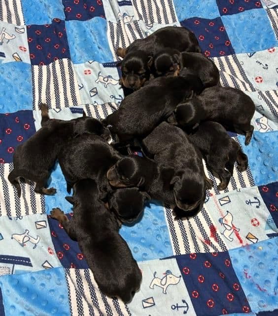 Farm and Family Raised AKC Rottweiler Puppies - Both Parents on Site media 8