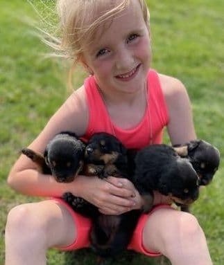 Farm and Family Raised AKC Rottweiler Puppies - Both Parents on Site media 9