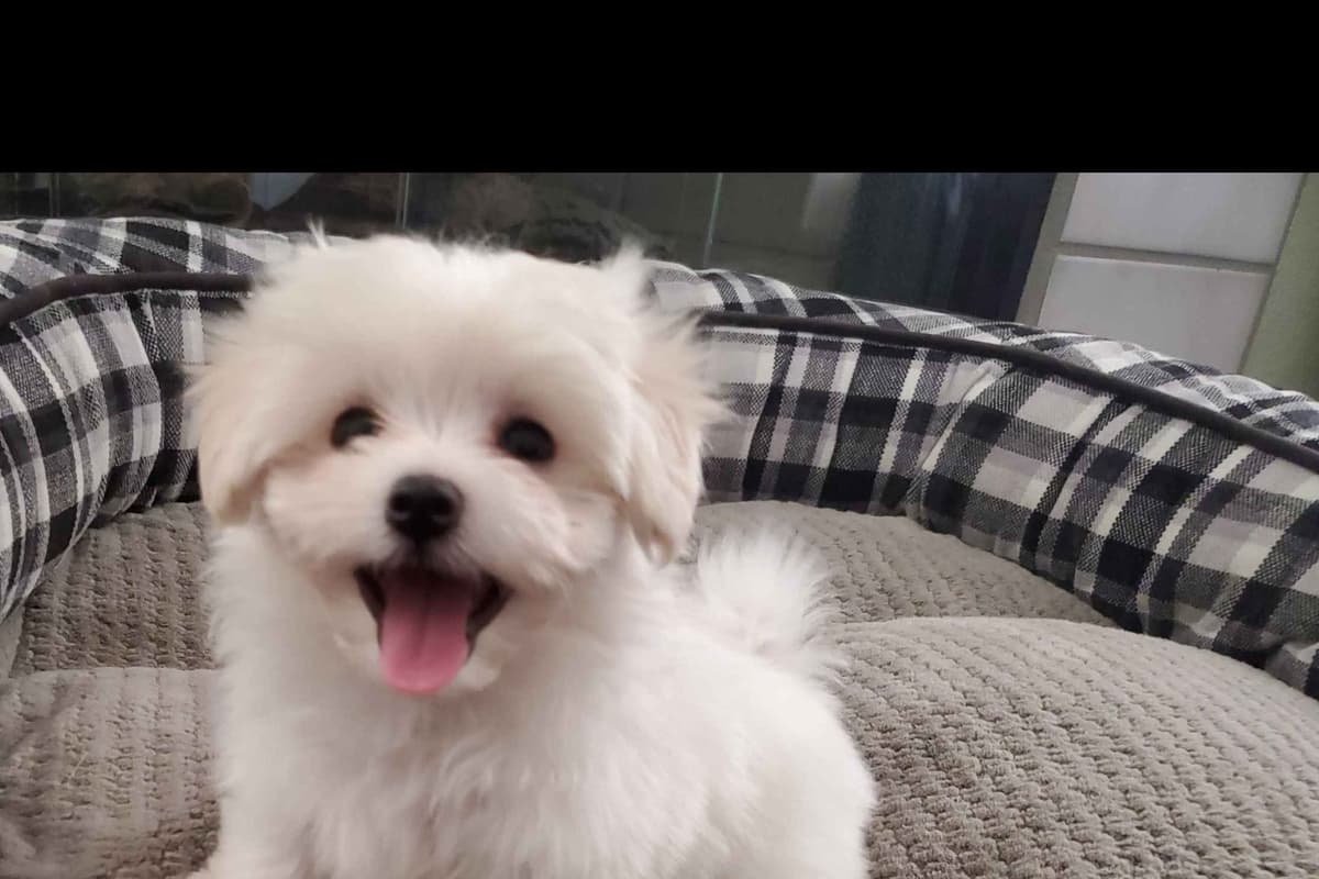 PUPPY AVAILABLE breeder image 2