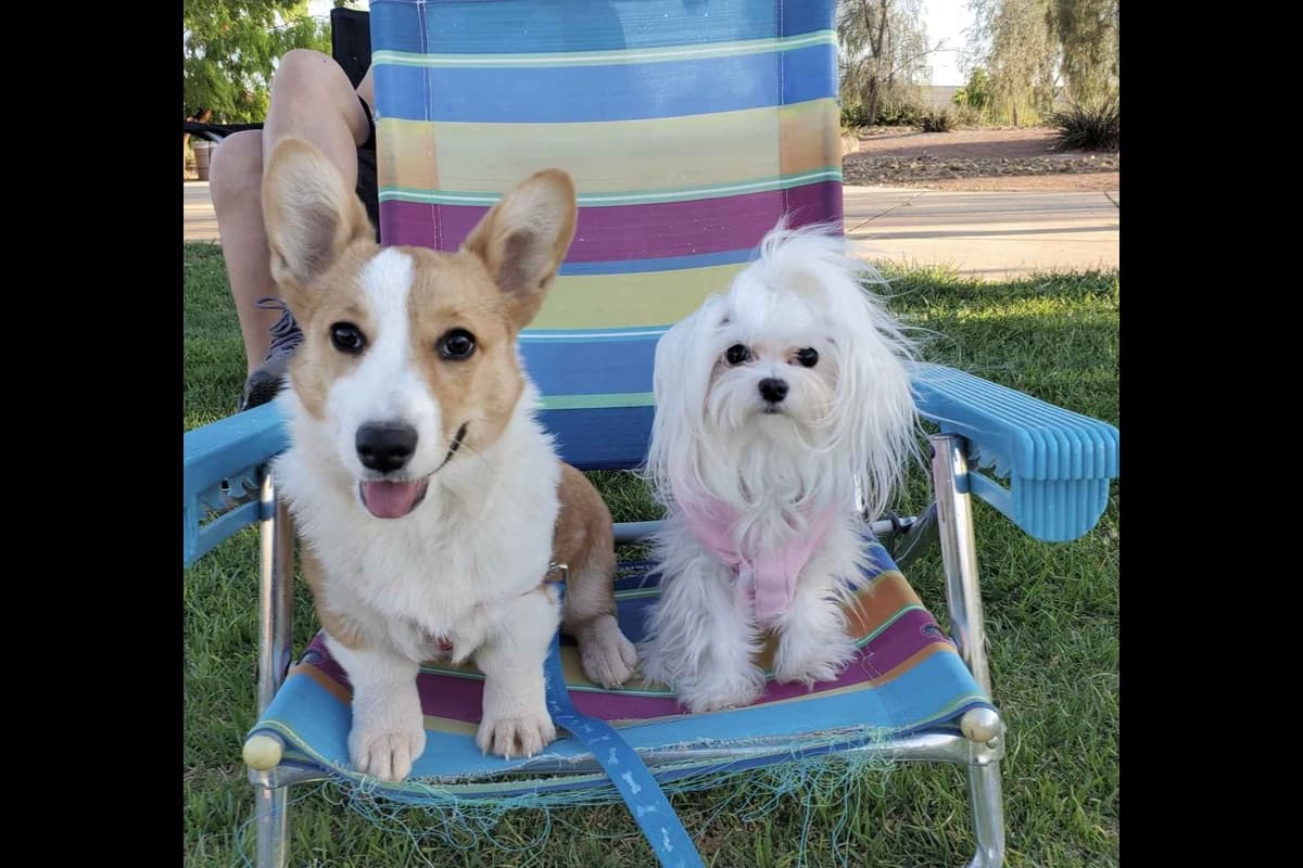 PUPPY AVAILABLE breeder image 3