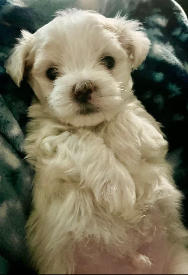 PUPPIES AVAILABLE (702)213-3303 media 6