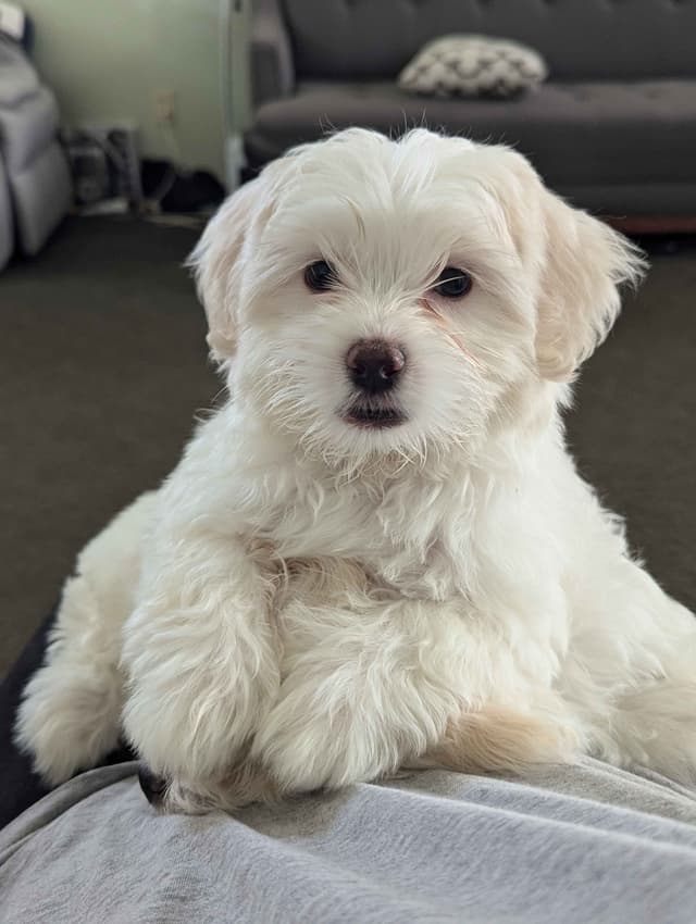 PUPPY AVAILABLE(702)213-3303 media 6