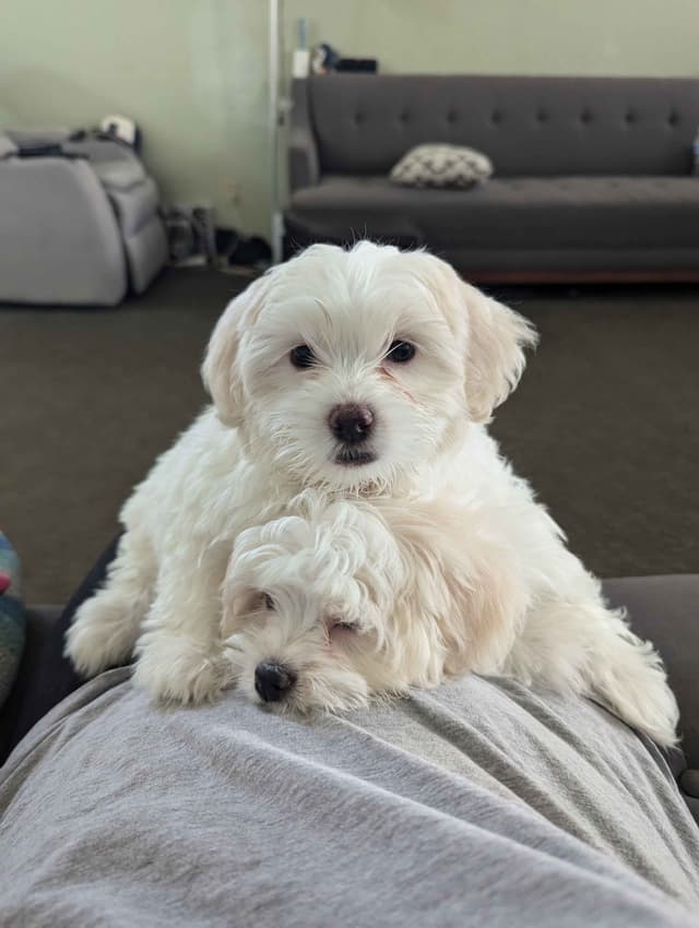 PUPPY AVAILABLE(702)213-3303 media 8
