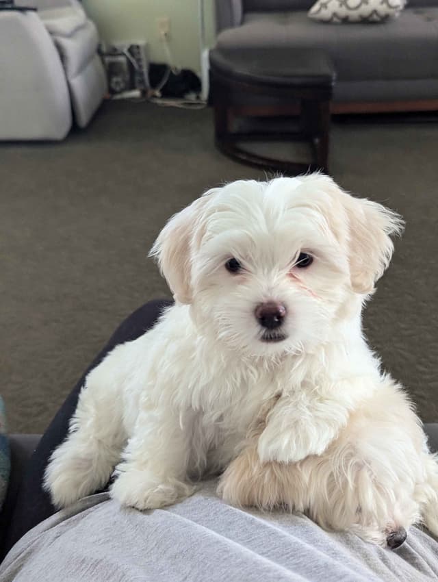 PUPPY AVAILABLE(702)213-3303 media 7